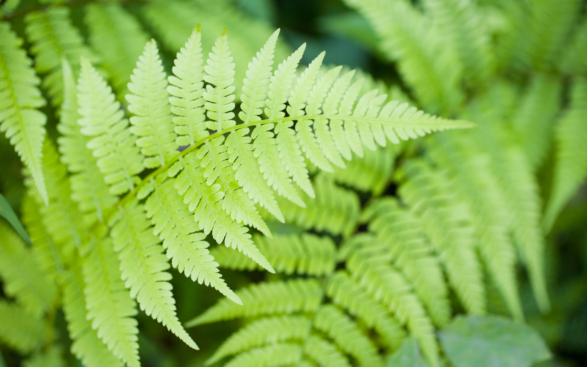 Galle Fern Vase